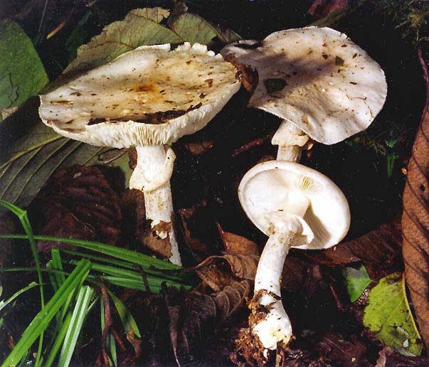 Limacella roseicremea